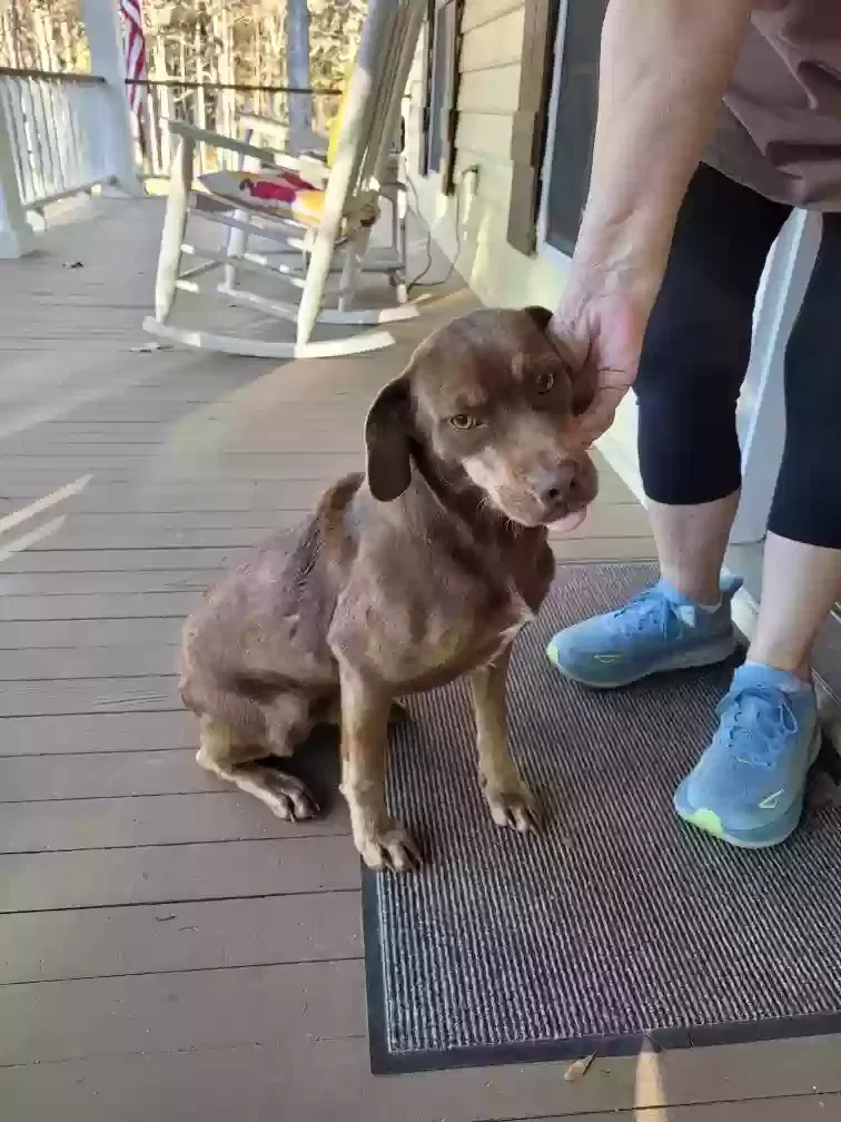 Found dog in Florence, MS, 39073