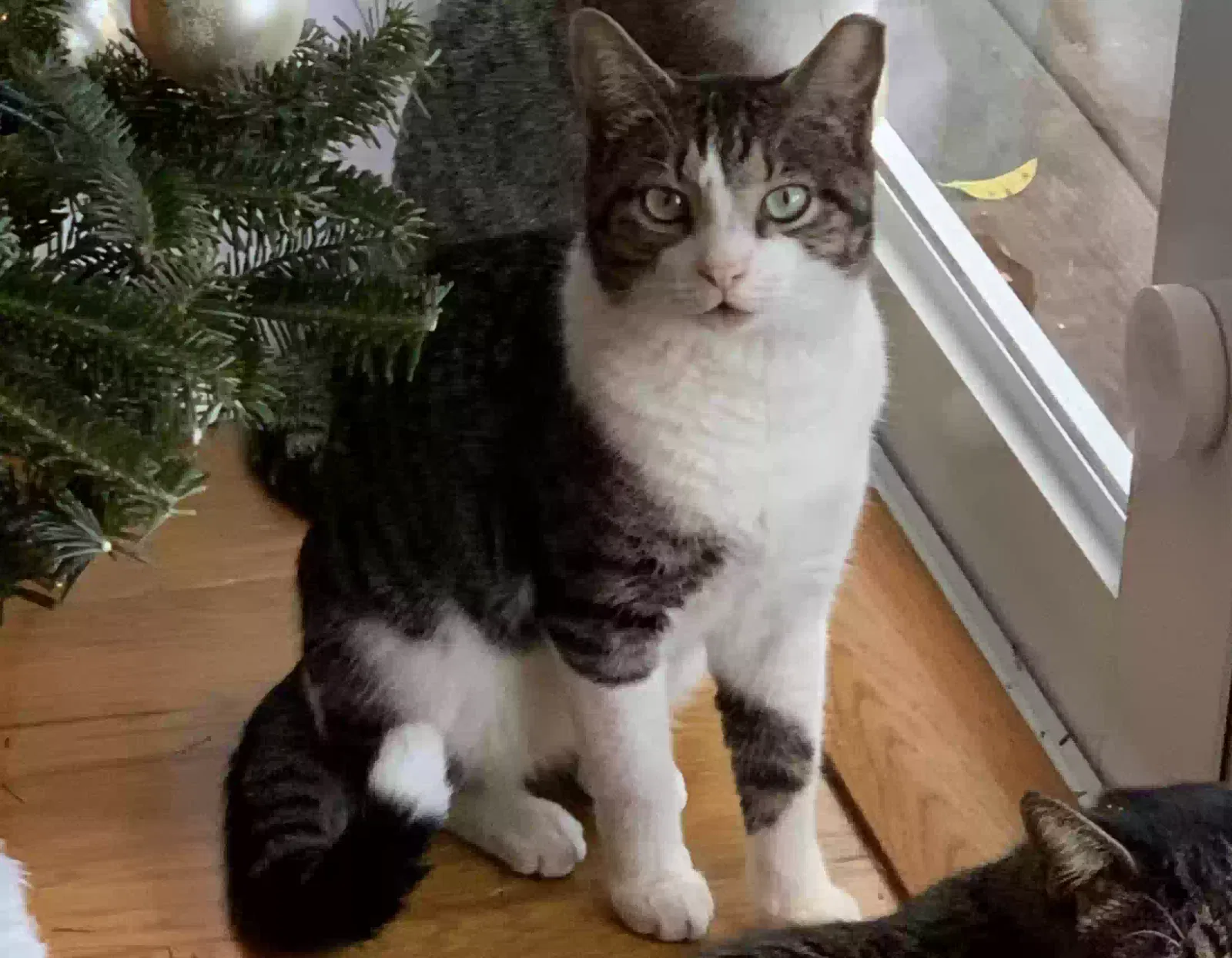Lost cat in Lake Worth, FL, 33467