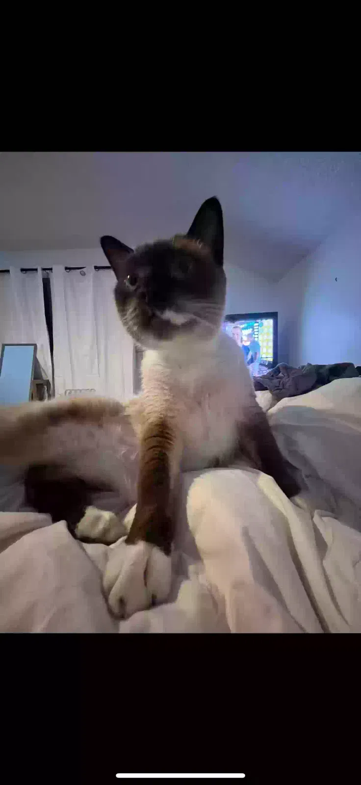 Lost cat in Spokane, WA, 99218