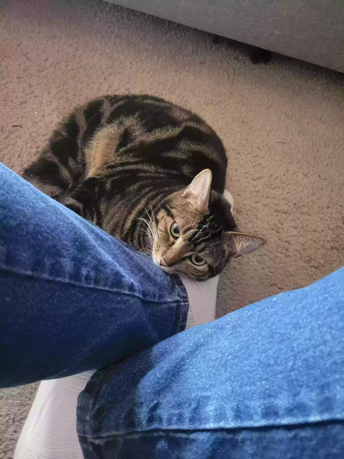 Lost cat in Highland, CA, 92346
