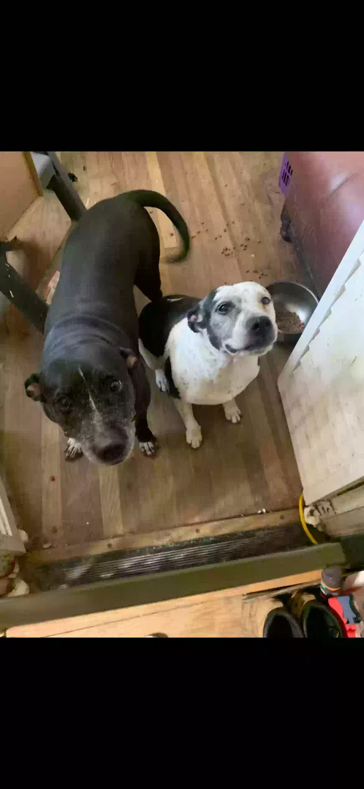 Lost dog in San Antonio, TX, 78223