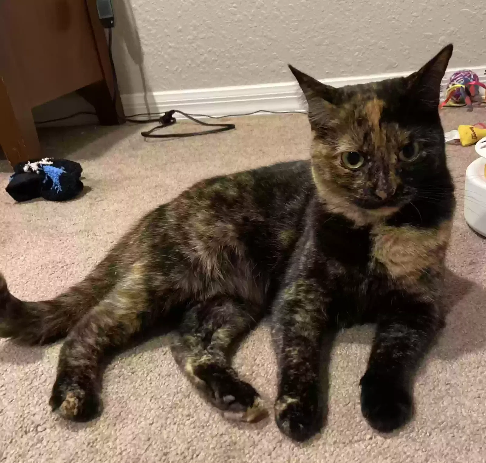 Lost cat in Orlando, FL, 32833