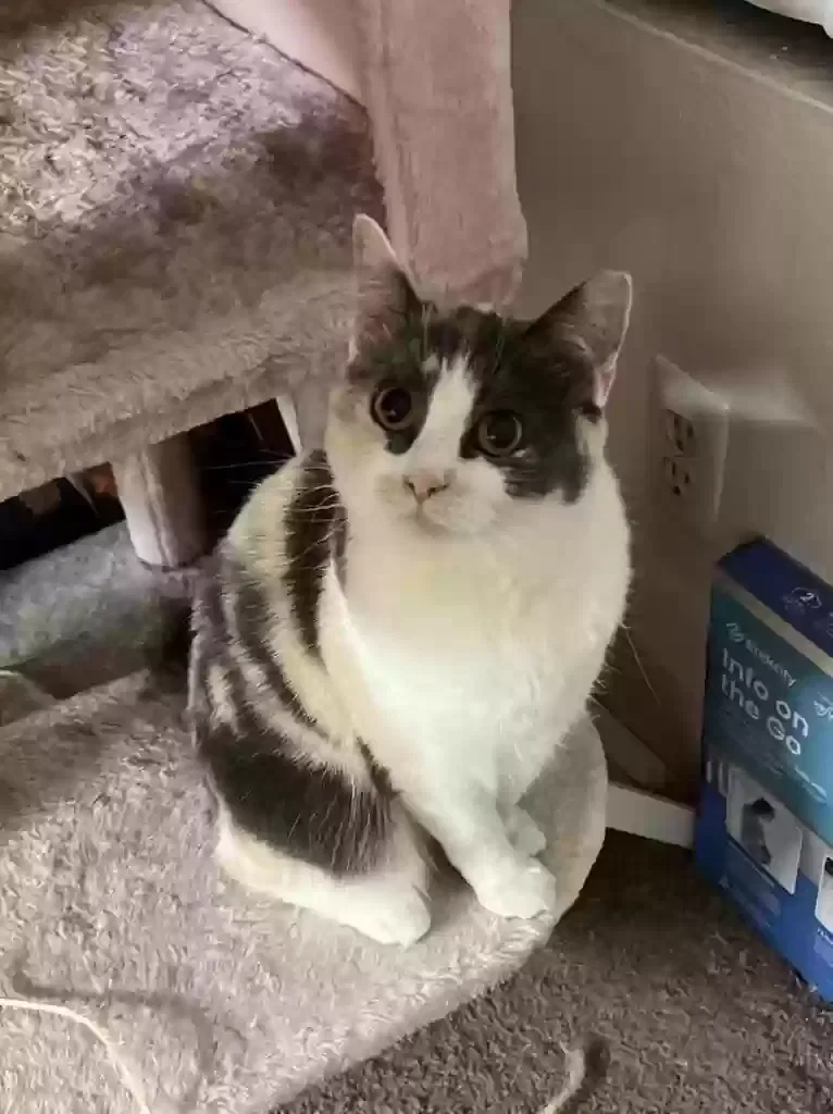 Lost cat in Mesa, AZ, 85210