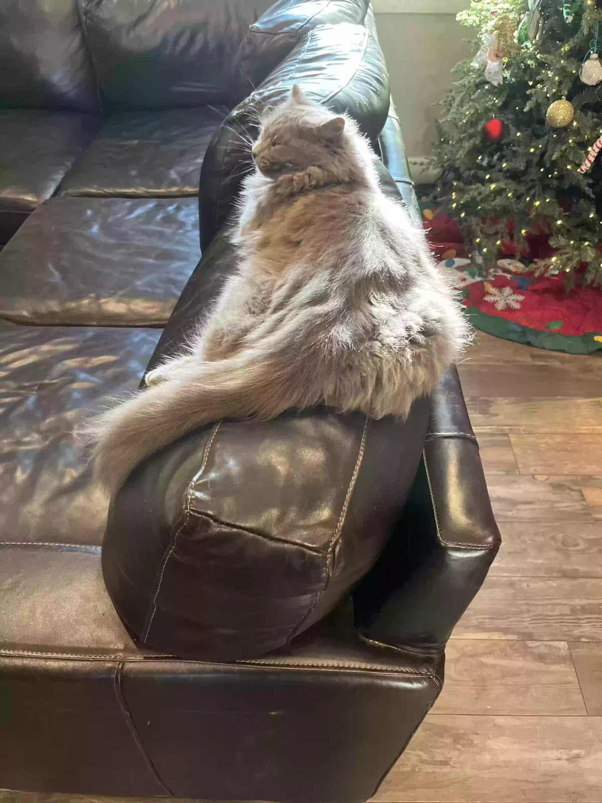 Lost cat in Spring, TX, 77379