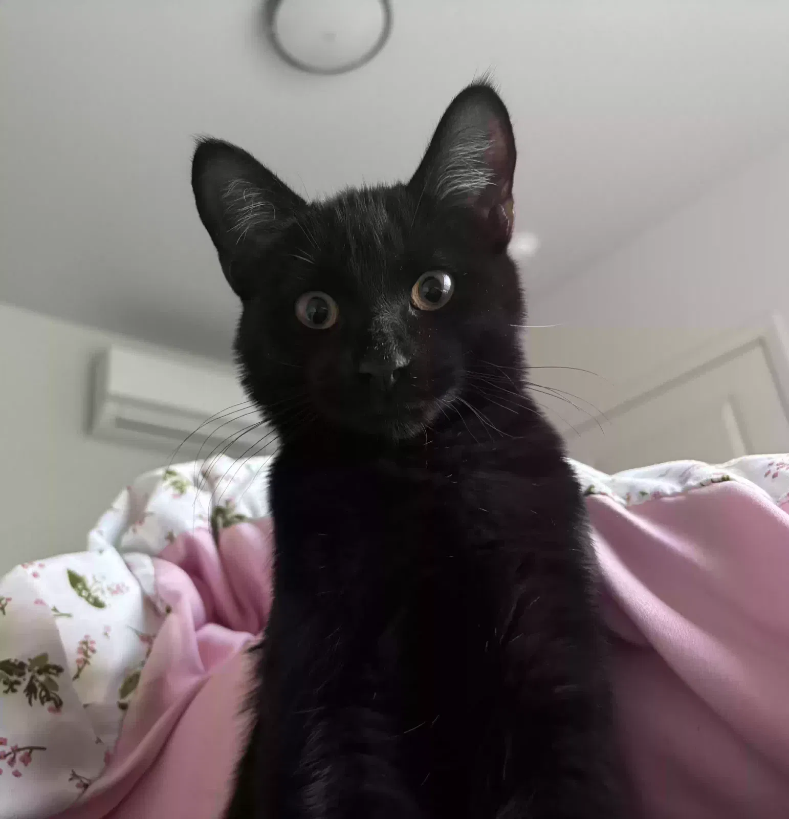 Lost cat in San Marcos, CA, 92069