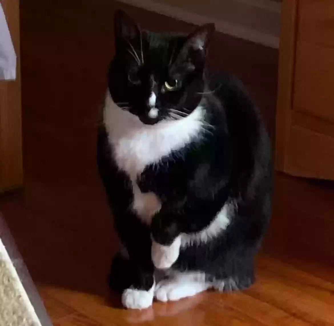 Lost cat in Fort Washington, MD, 20744