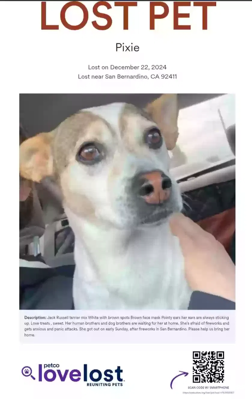 Lost dog in San Bernardino, CA, 92411