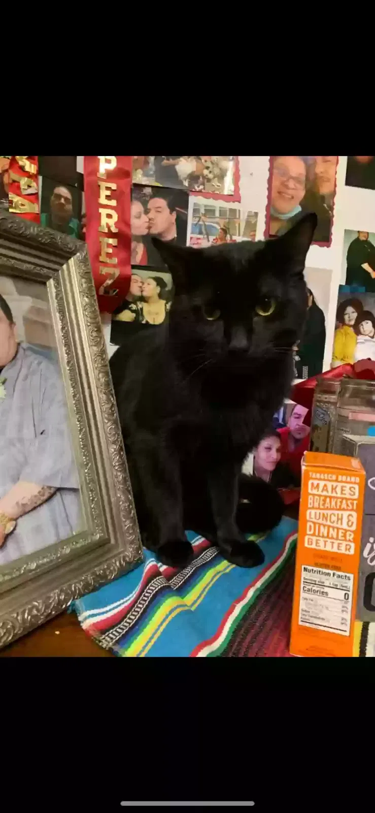 Lost cat in Chicago, IL, 60620