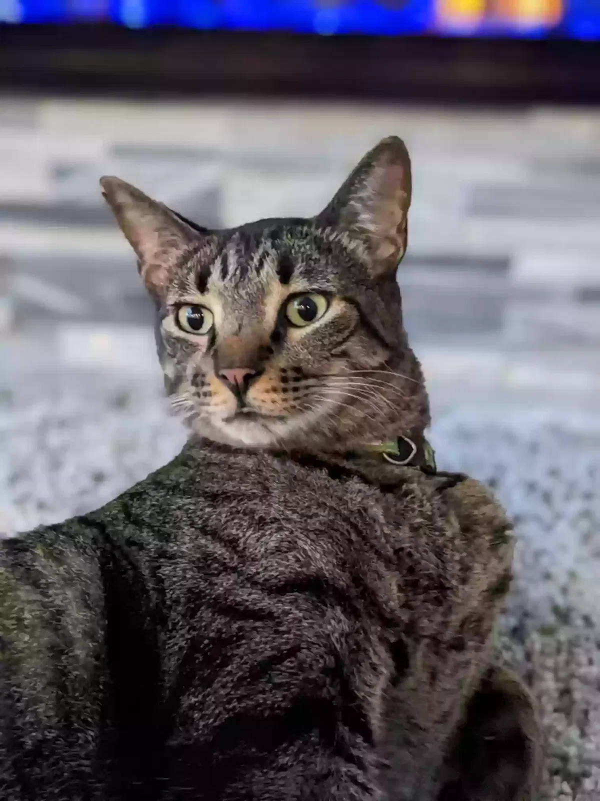 Lost cat in Hollywood, FL, 33029