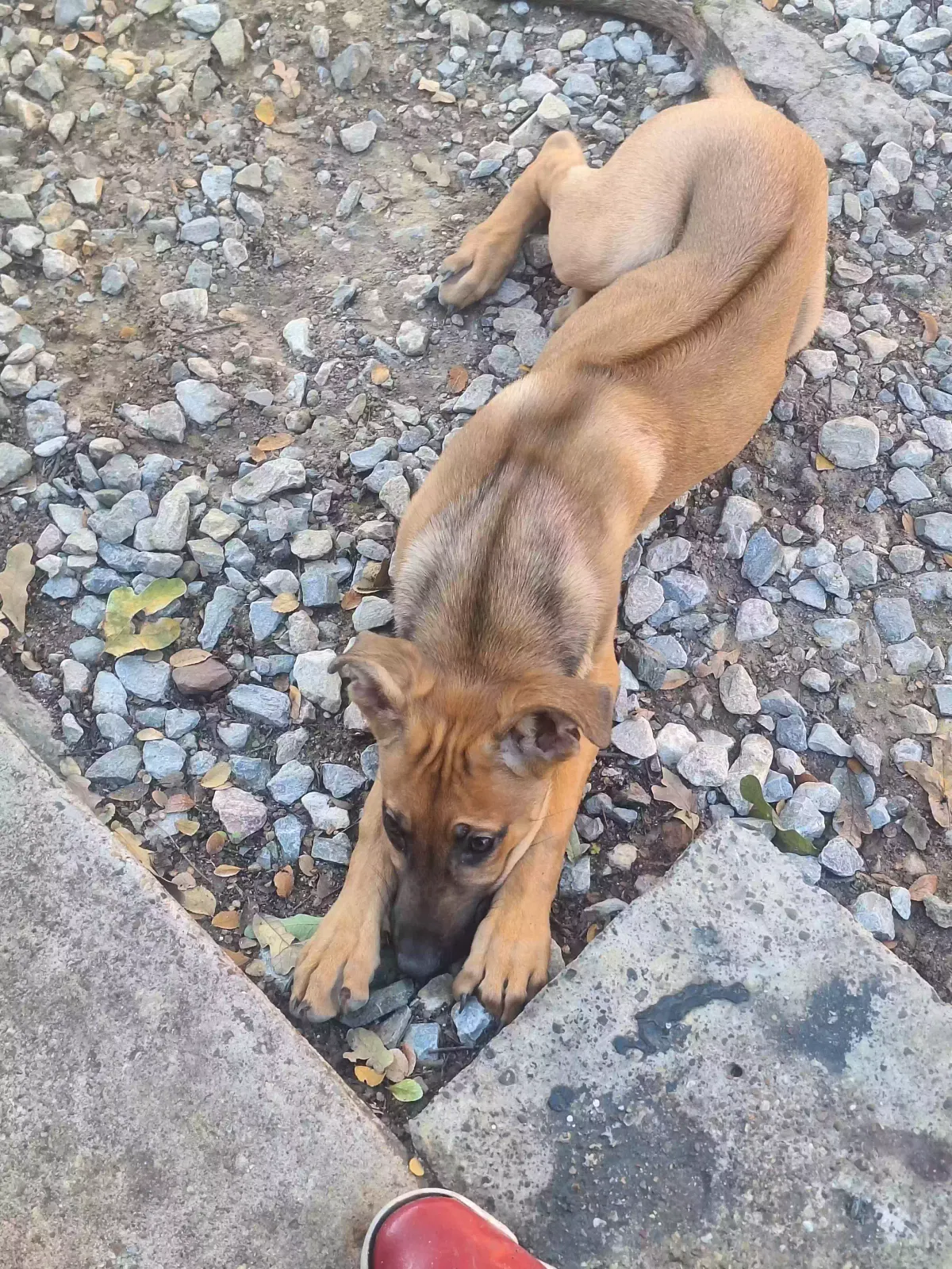Lost dog in Arlington, TX, 76006