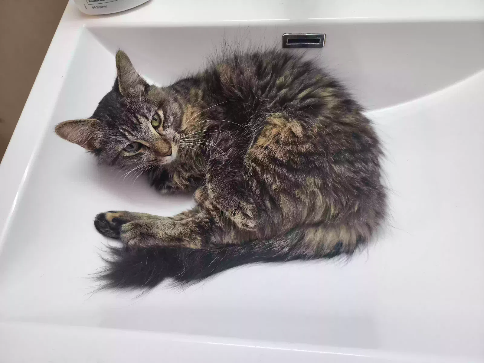 Found cat in Philadelphia, PA, 19104