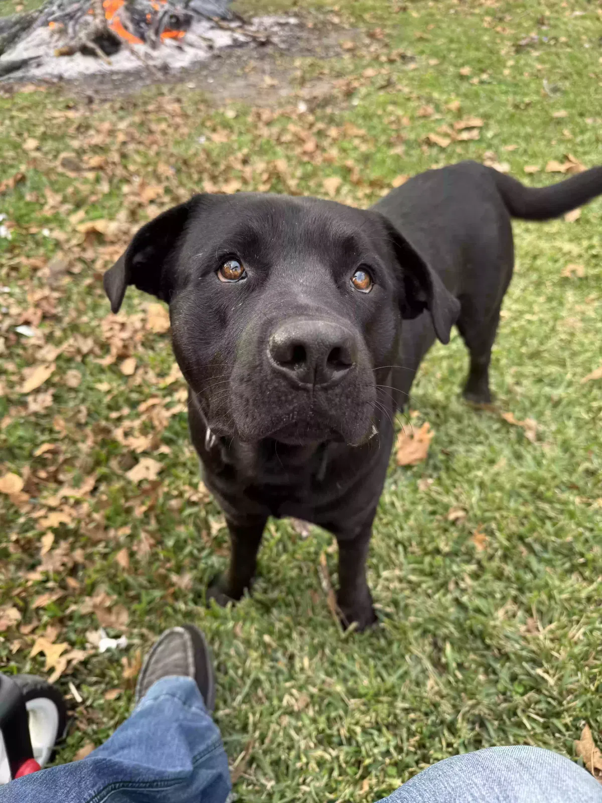 Lost dog in Crosby, TX, 77532