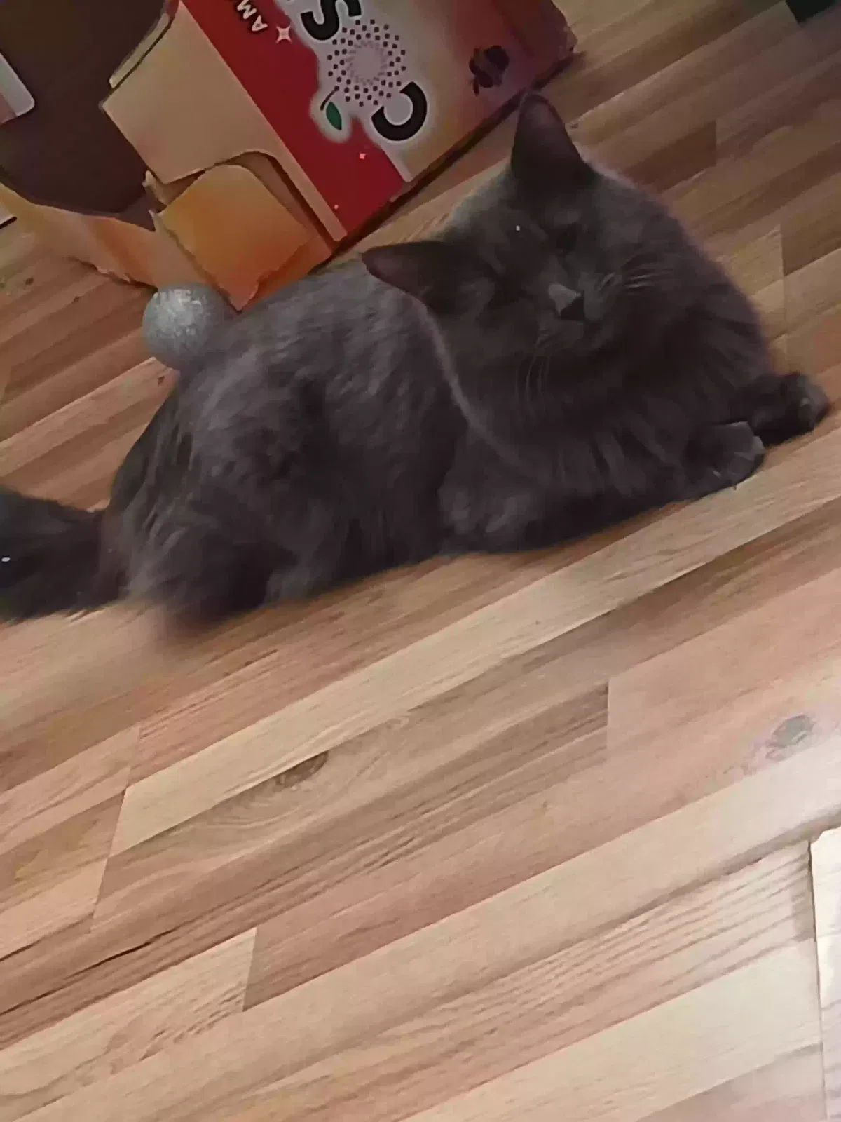 Lost cat in Denver, CO, 80205