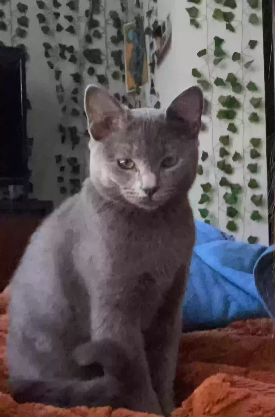Lost cat in Lumberton, TX, 77657