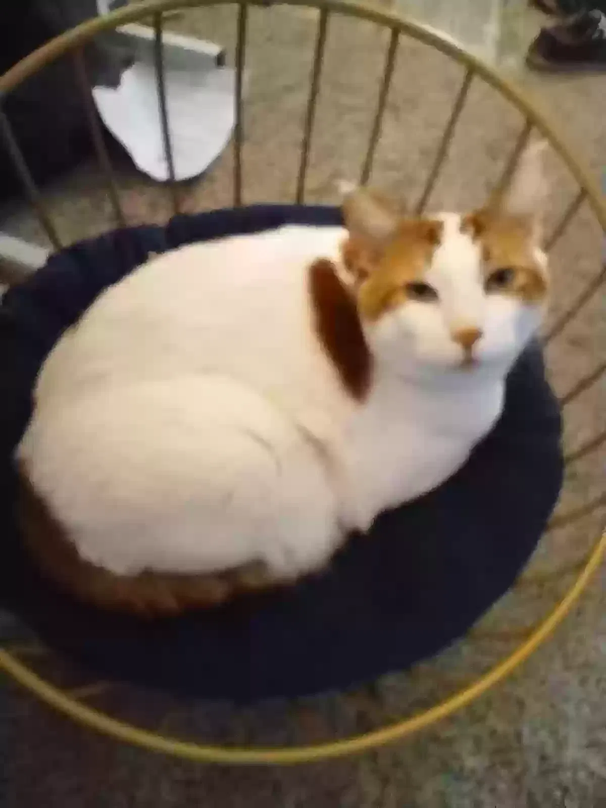 Lost cat in Tempe, AZ, 85281