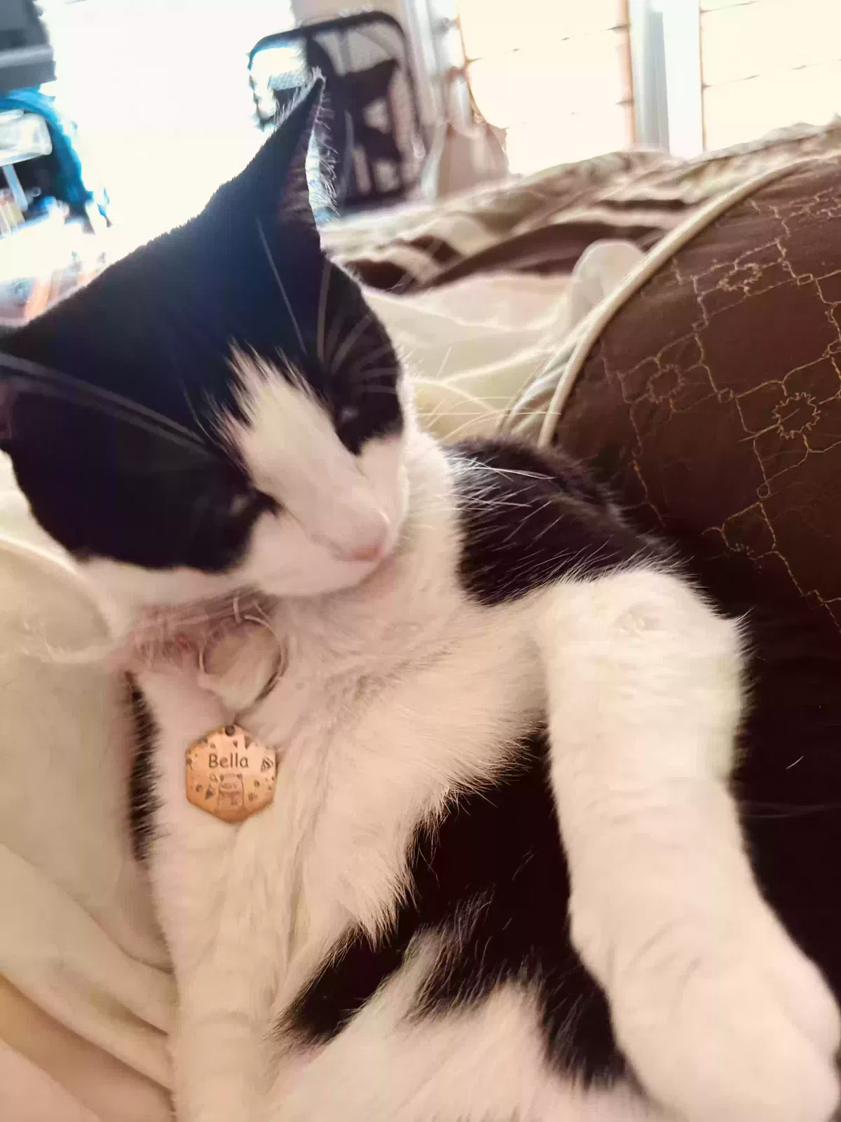 Lost cat in Van Buren, AR, 72956