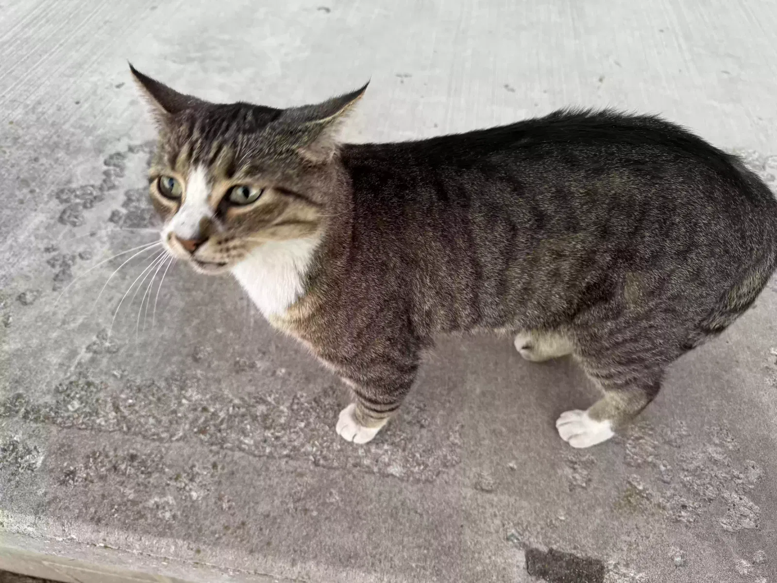 Lost cat in Joplin, MO, 64801