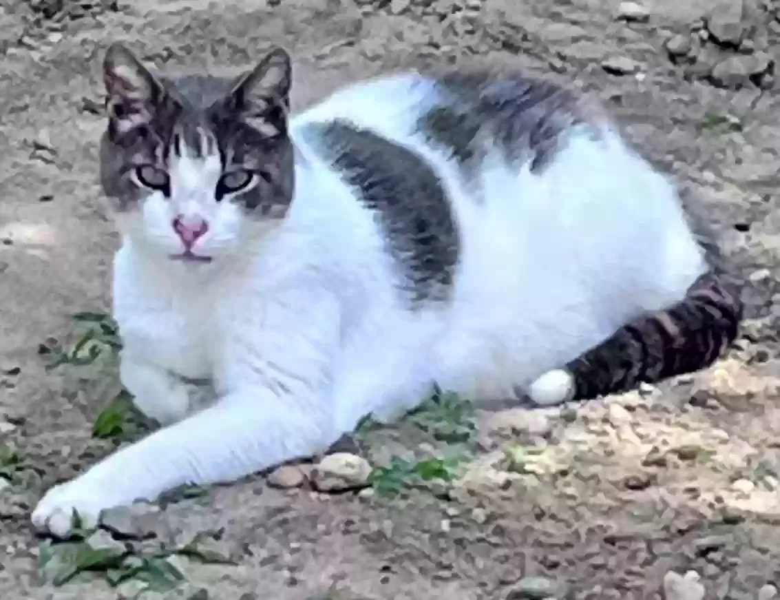 Lost cat in Lake Grove, NY, 11755
