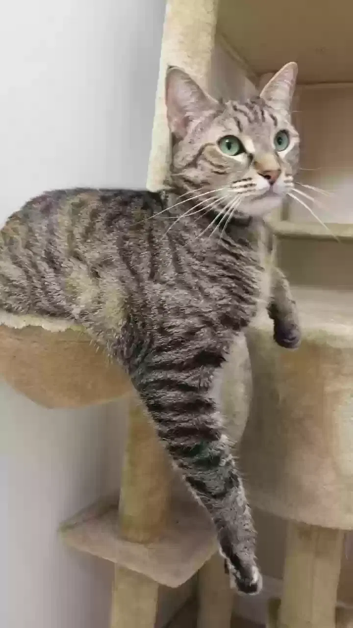 Lost cat in Mebane, NC, 27302