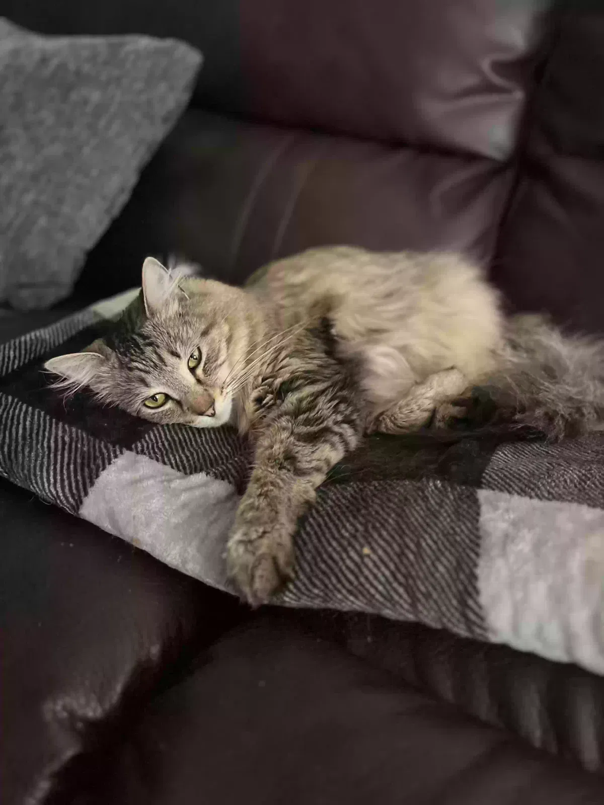 Lost cat in Owasso, OK, 74055