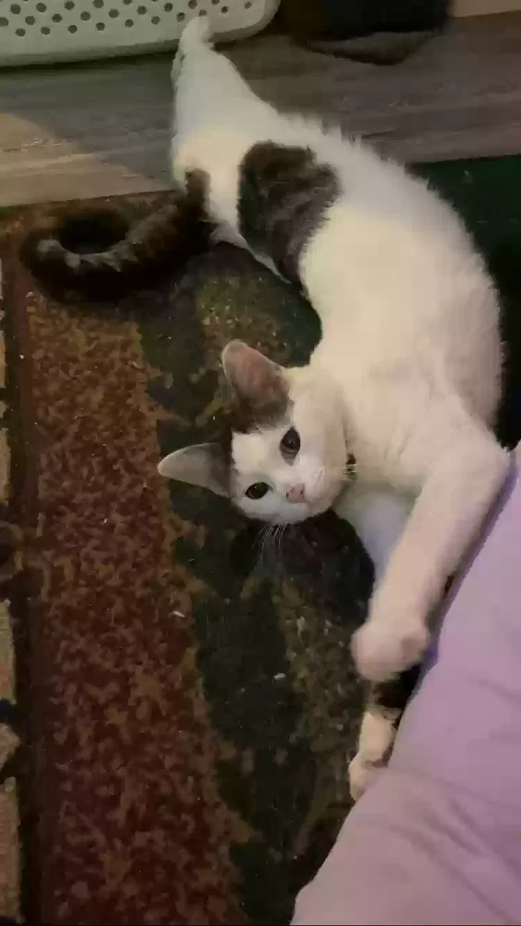 Lost cat in Phoenix, AZ, 85017