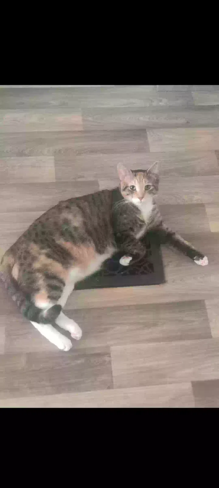 Lost cat in Buffalo, NY, 14213