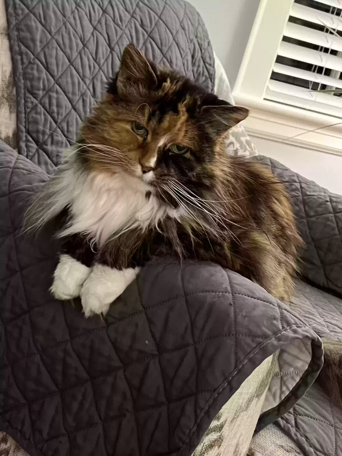 Lost cat in Weymouth, MA, 2188