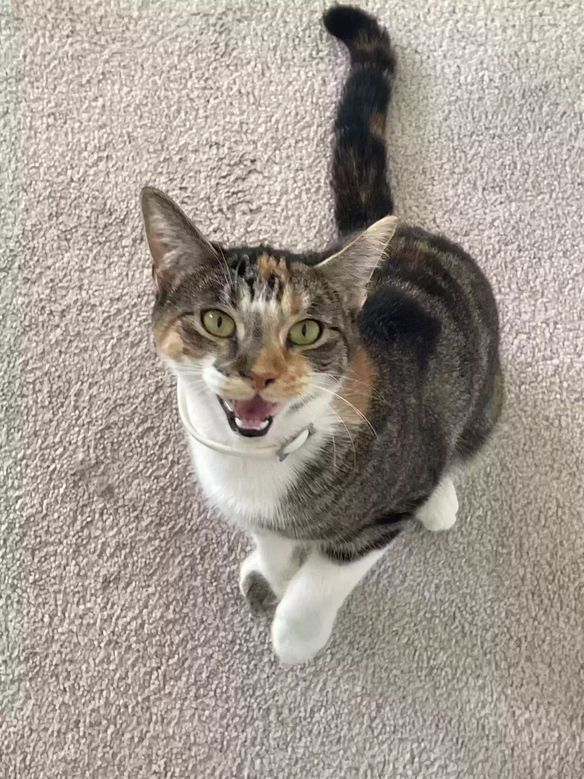 Lost cat in Conroe, TX, 77301