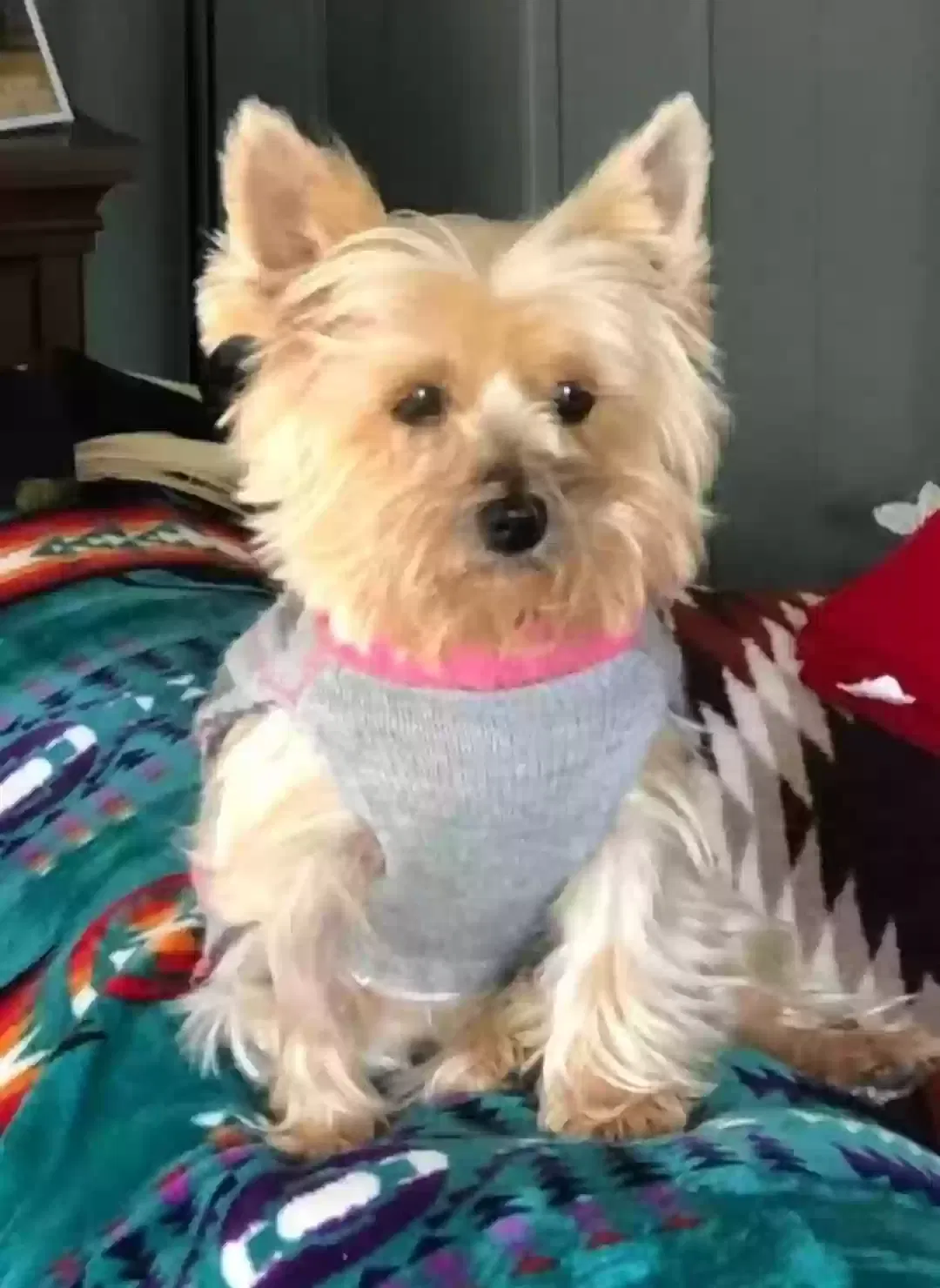 Lost dog in Cherokee, NC, 28719