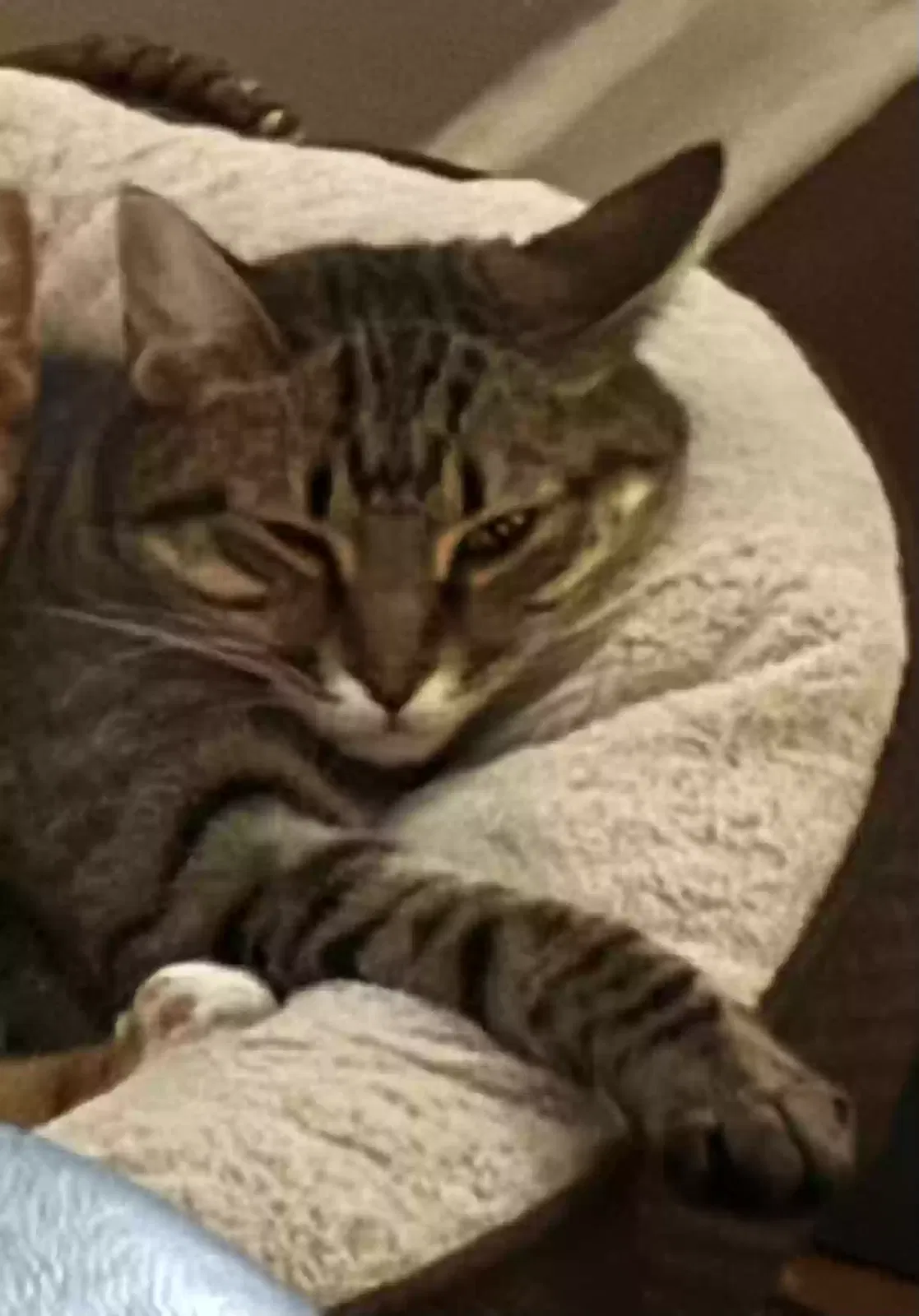 Lost cat in Columbia, SC, 29223