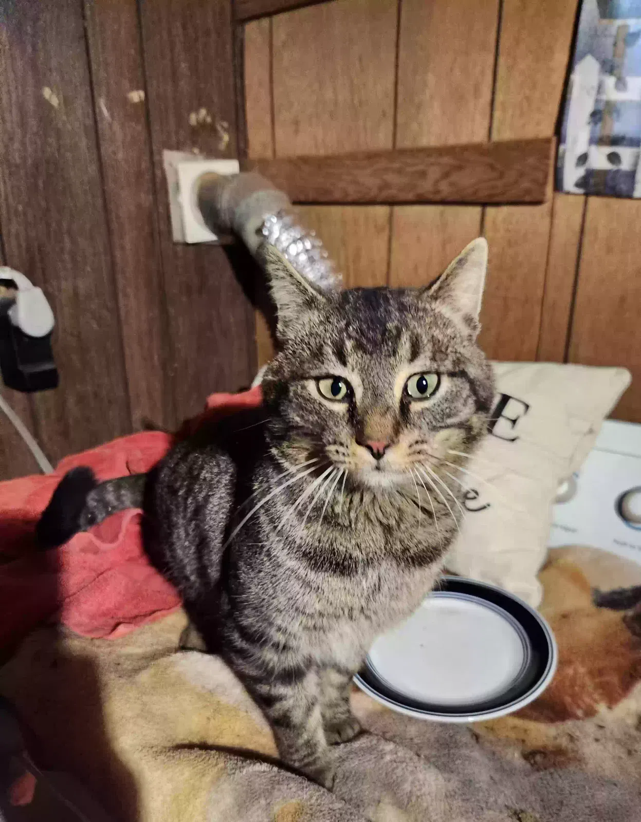 Found cat in Frankfort, KY, 40601