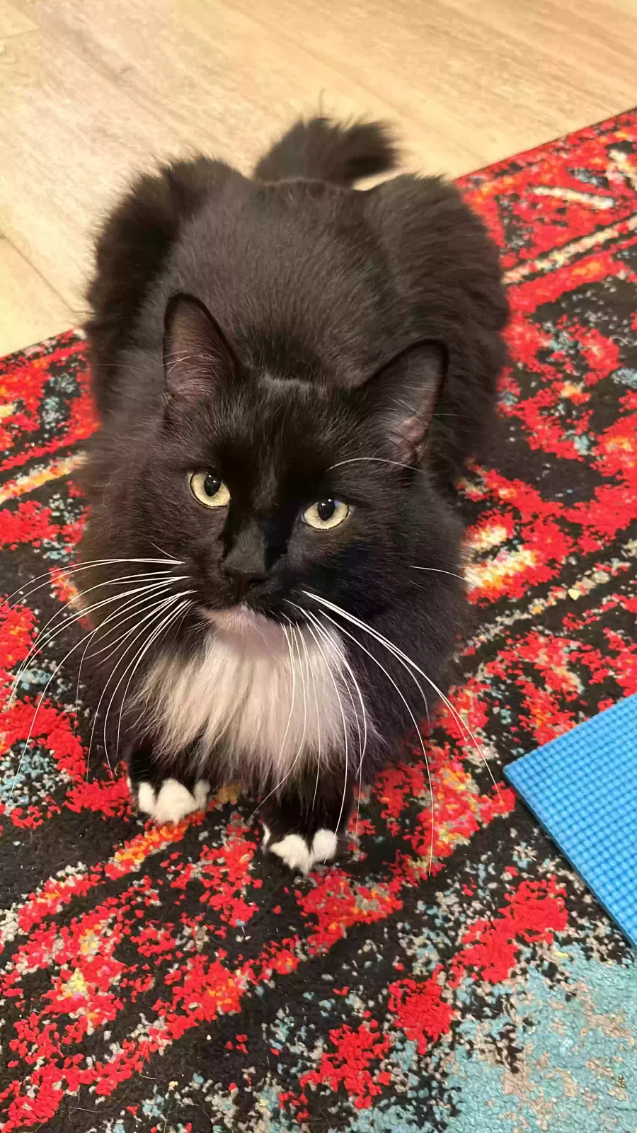 Lost cat in Lincoln, CA, 95648