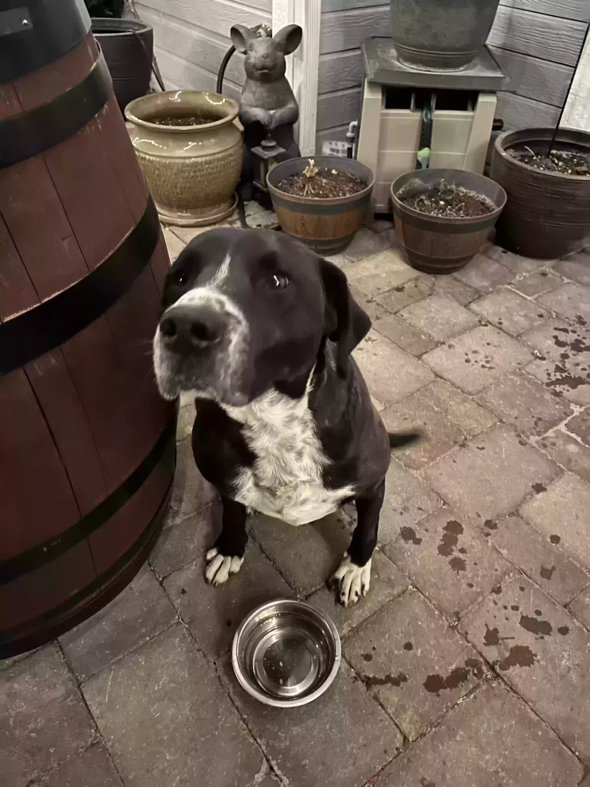 Found dog in Prescott, AZ, 86301