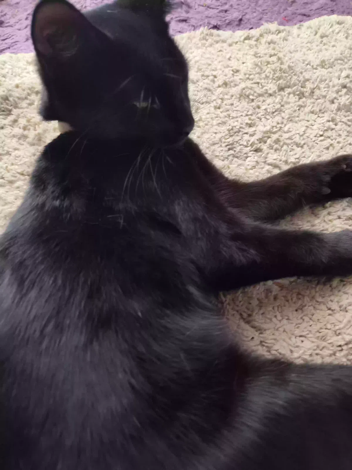 Lost cat in Beaufort, SC, 29906