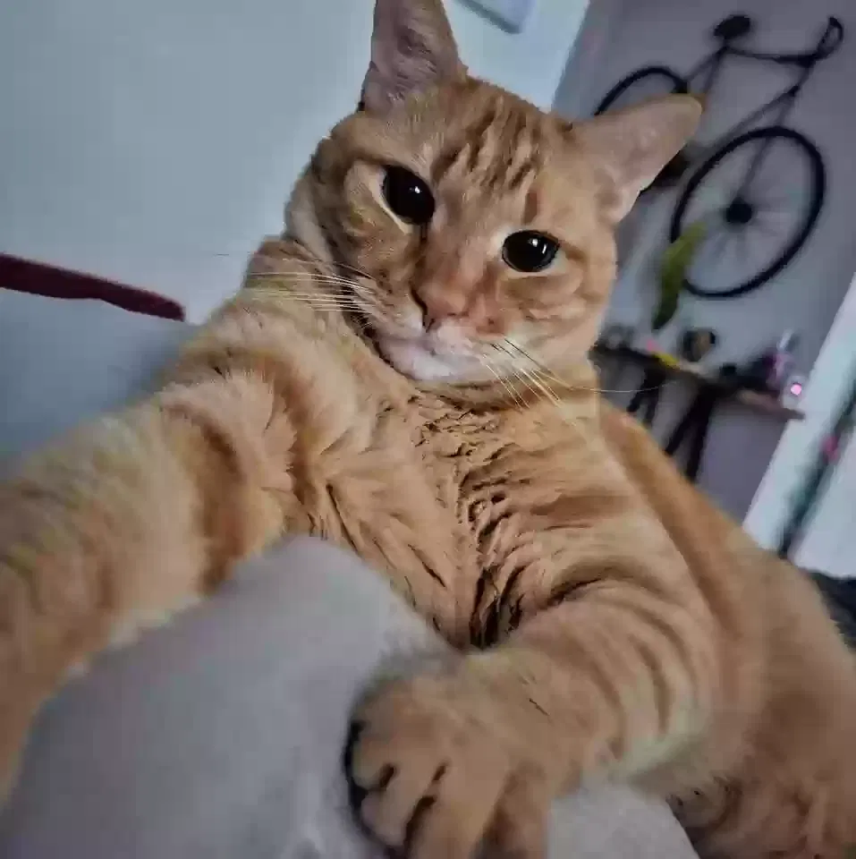 Lost cat in Lagrange, GA, 30240