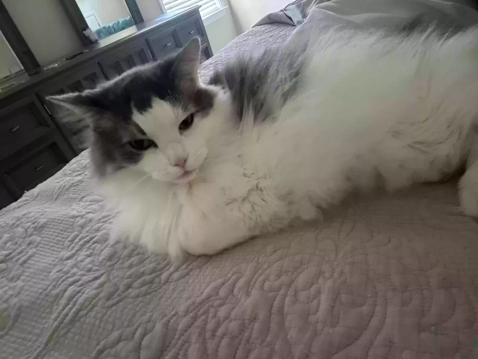 Lost cat in Alpharetta, GA, 30022