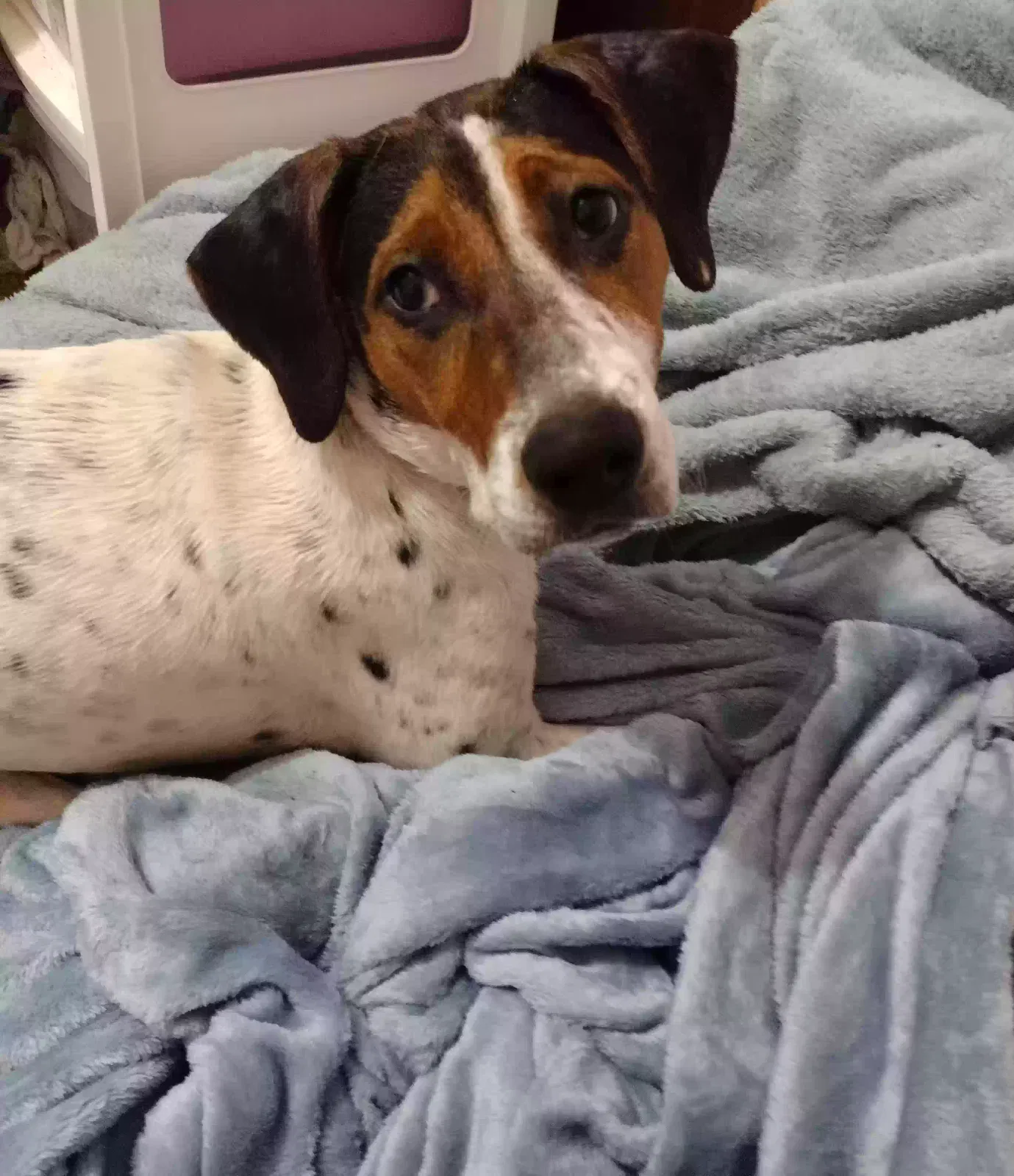 Lost dog in Fayetteville, NC, 28312