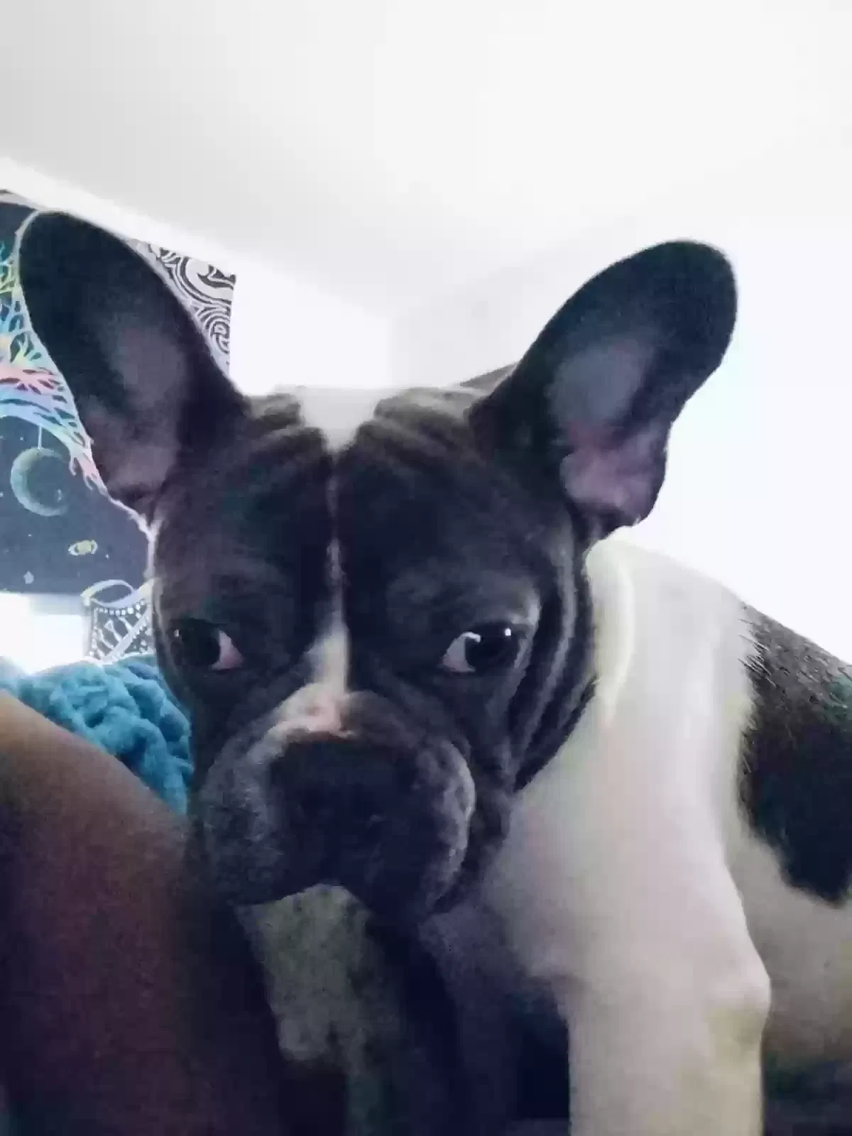 Lost dog in Chicago, IL, 60638
