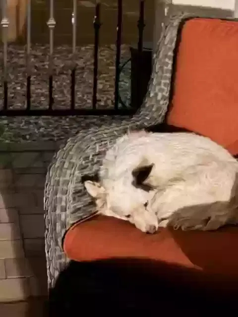 Found dog in Eloy, AZ, 85131