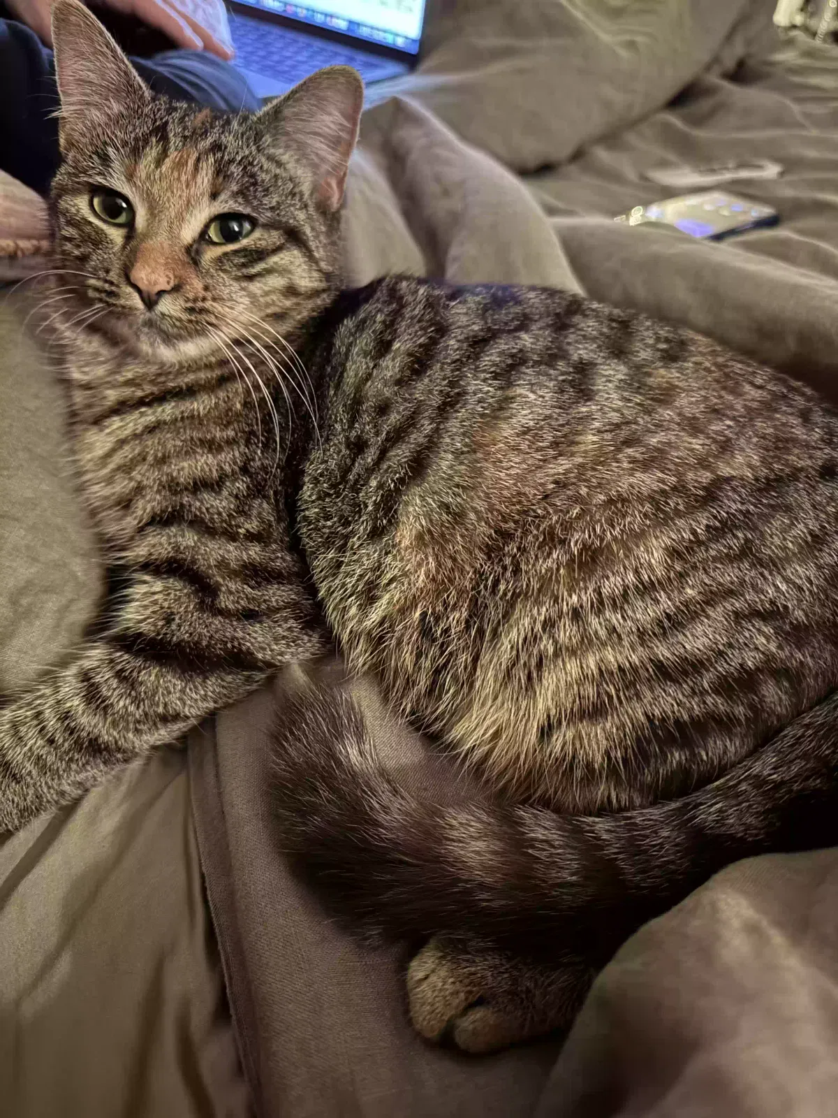 Lost cat in Weatherford, TX, 76086