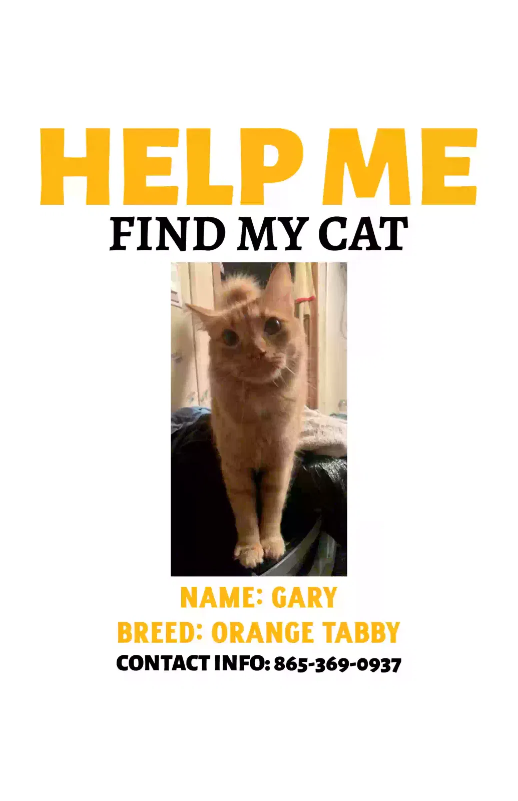 Lost cat in Seymour, TN, 37865