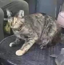 Lost cat in Lafayette, LA, 70508