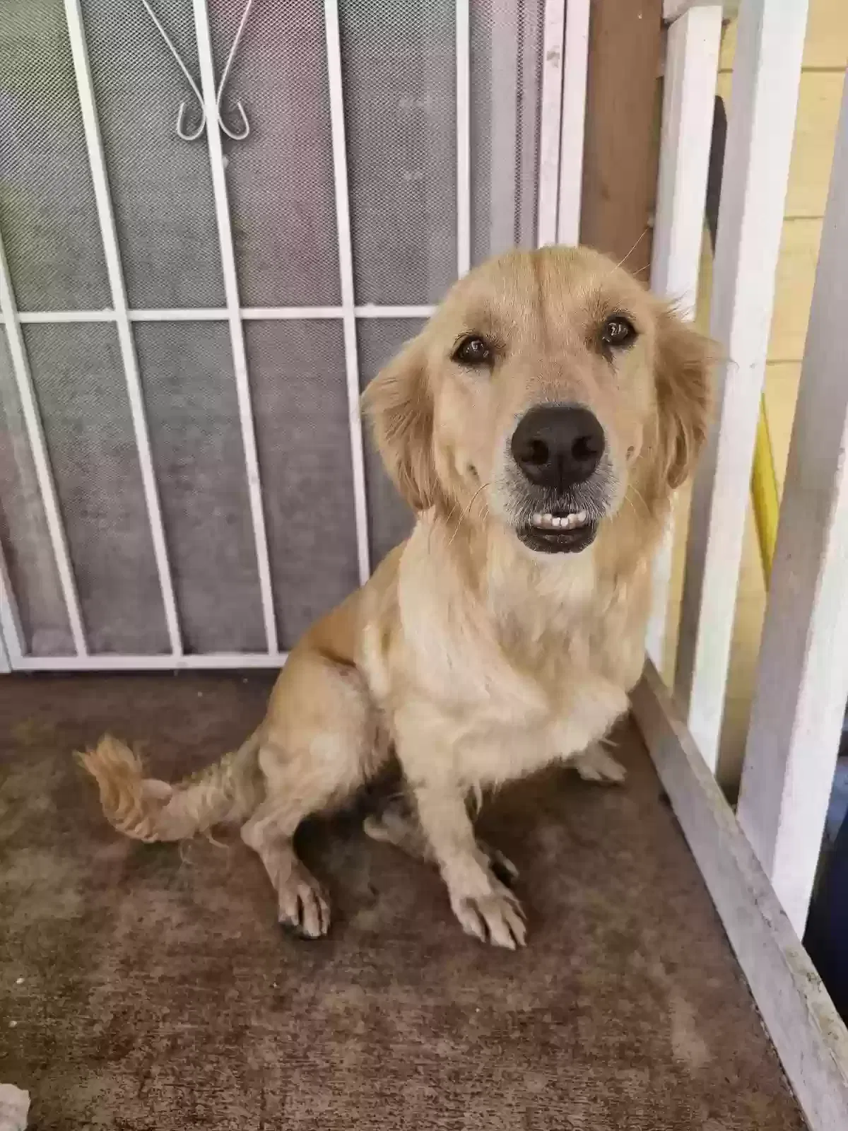 Lost dog in Santa Ana, CA, 92701