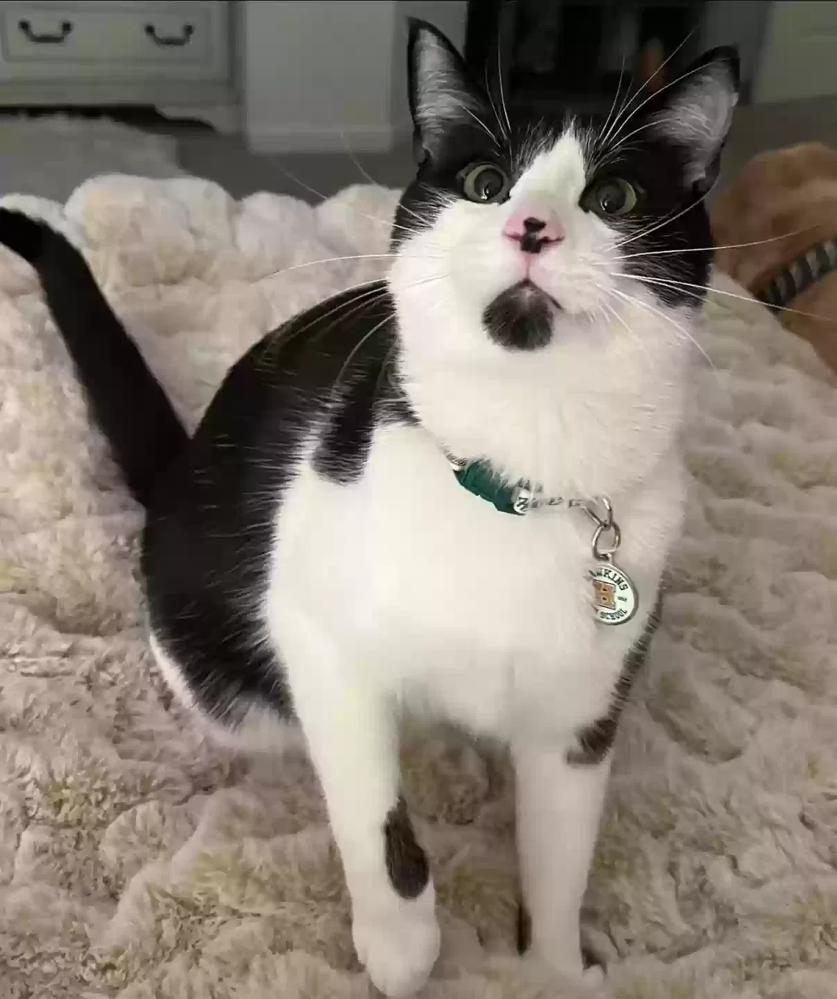 Lost cat in Sparks, NV, 89436