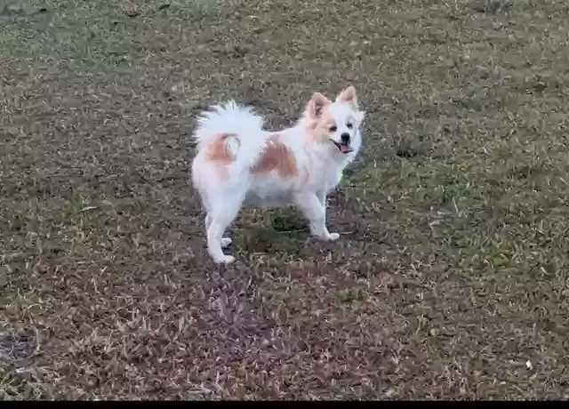 Lost dog in Kissimmee, FL, 34746