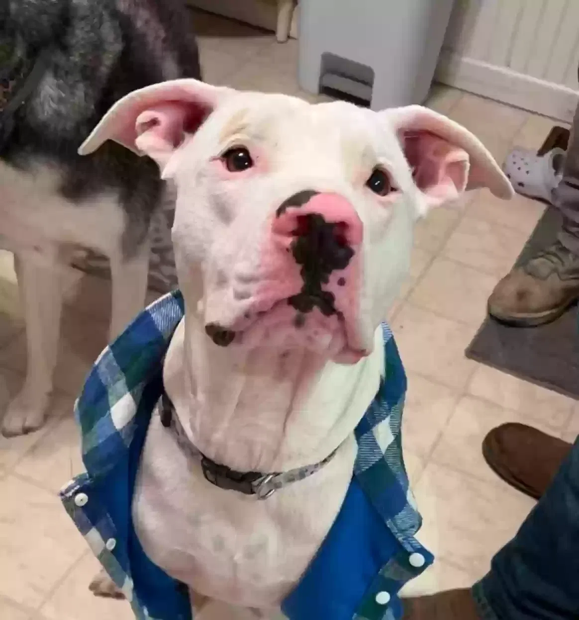 Lost dog in Big Clifty, KY, 42712
