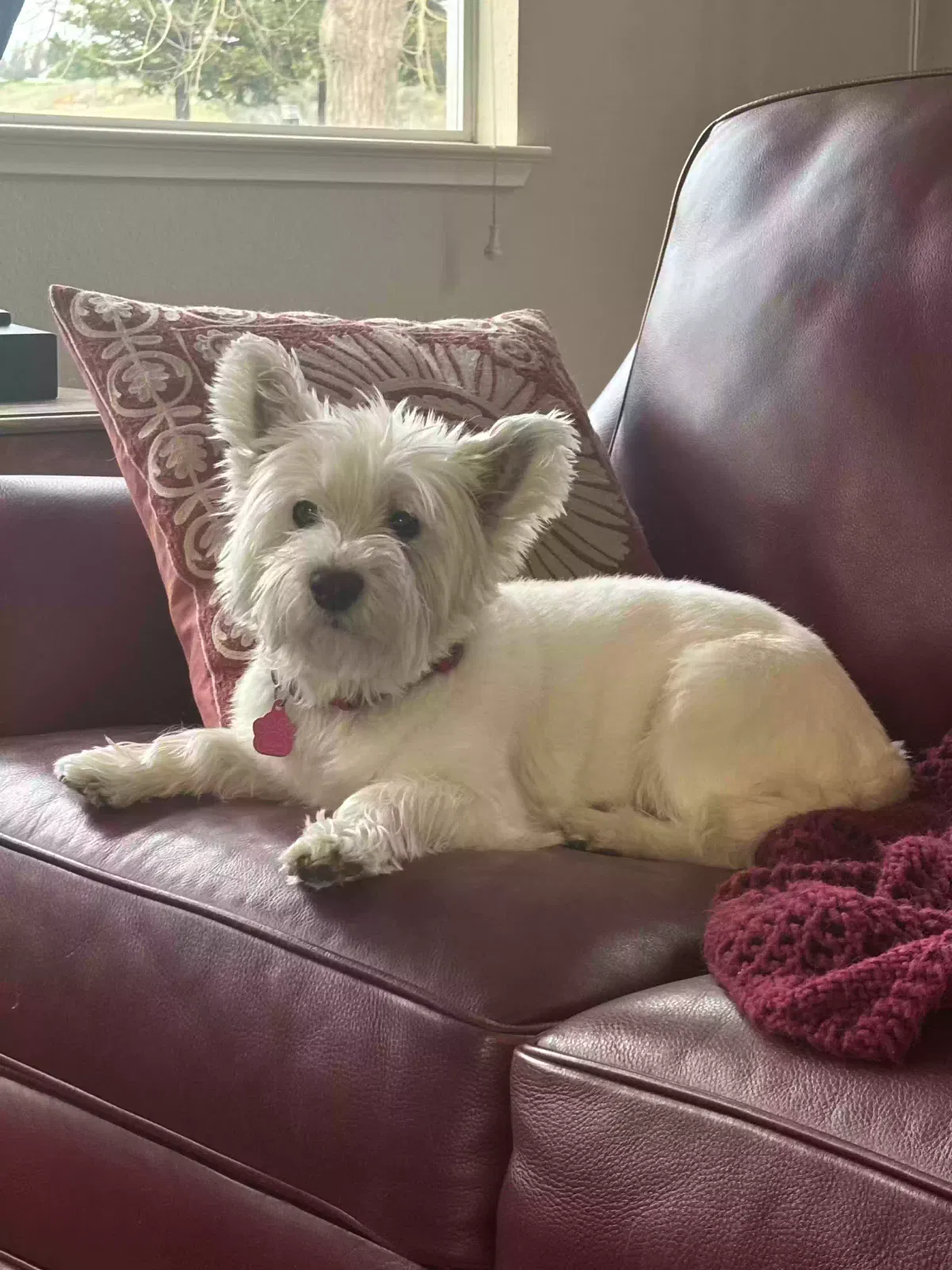 Lost dog in Shingle Springs, CA, 95682