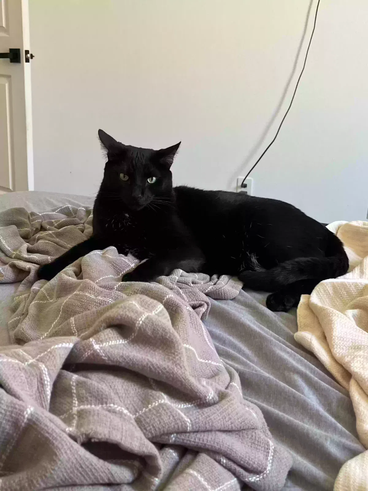 Lost cat in Indio, CA, 92203