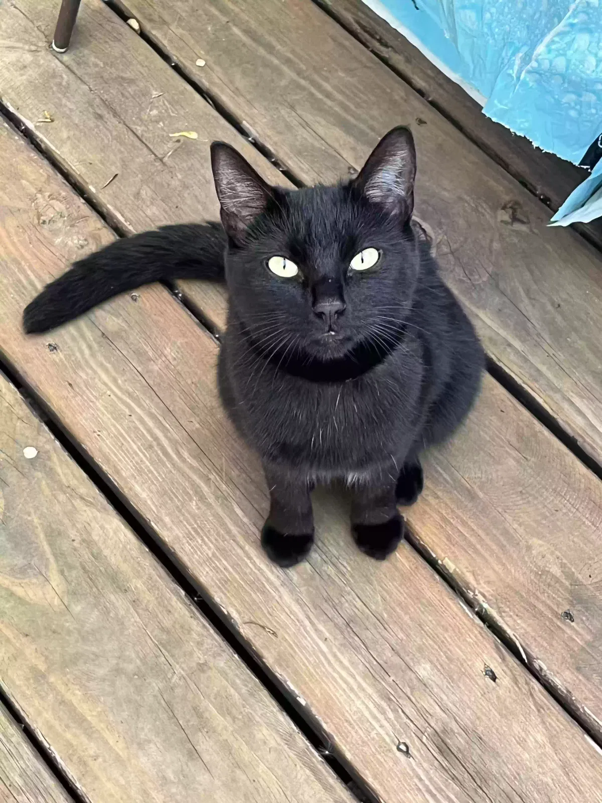 Lost cat in Palos Hills, IL, 60465