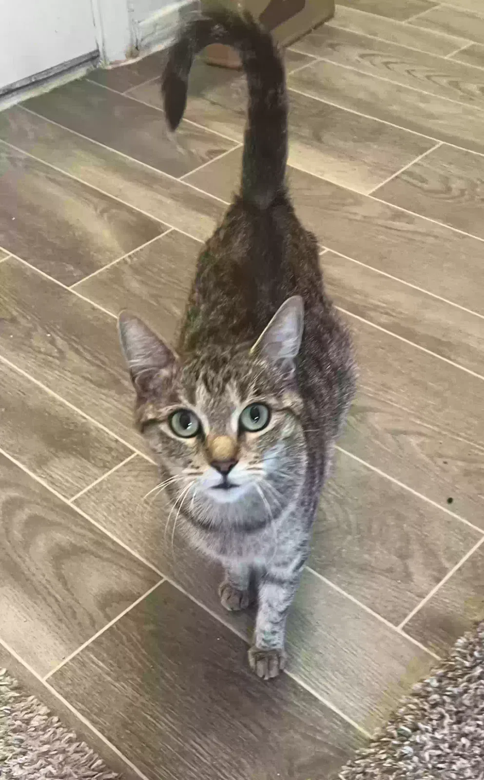 Lost cat in Dallas, TX, 75204